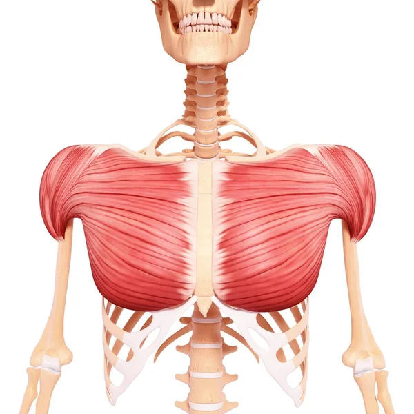 Musculatura del pecho humano — Foto de Stock