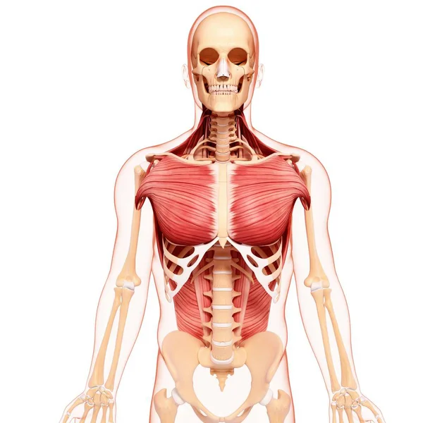 人間の胸部の筋肉 — ストック写真