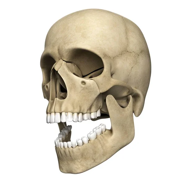 Visual render of Human skull — Stock Photo, Image