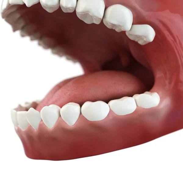 健康な歯と歯茎 — ストック写真