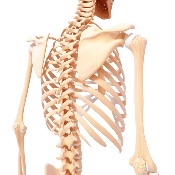 Lâminas de ombro e ossos da cintura escapular — Fotografia de Stock