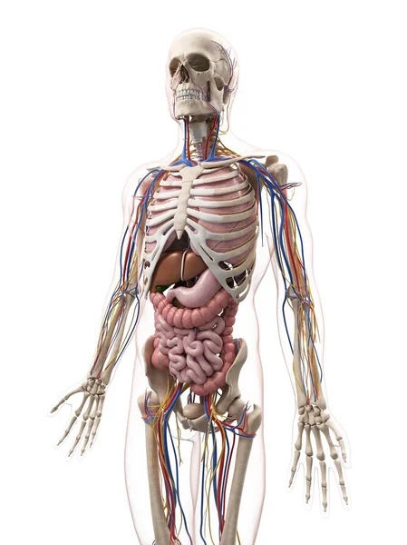 Anatomia maschile adulta riferimento — Foto Stock