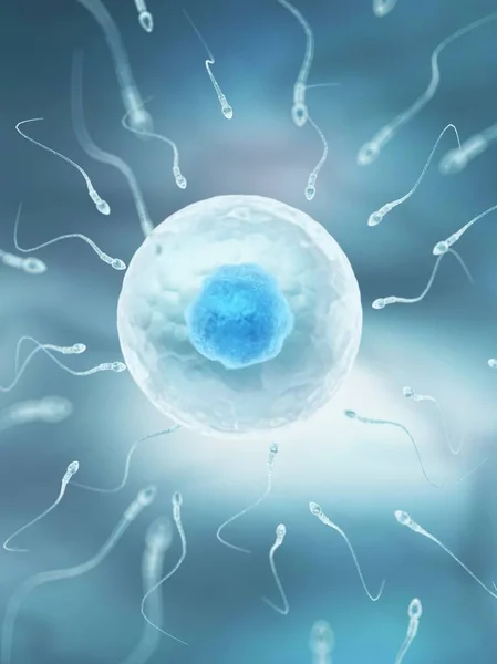 Egg and sperm fertilization process — Stock Photo, Image