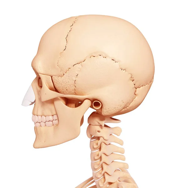Estructura ósea del cráneo humano —  Fotos de Stock