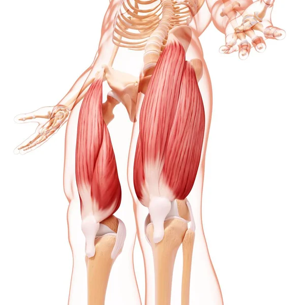 인간의 다리 근육 — 스톡 사진