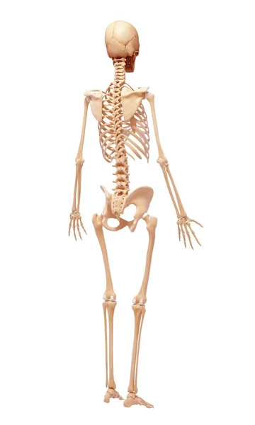 正常人体的骨骼系统 — 图库照片