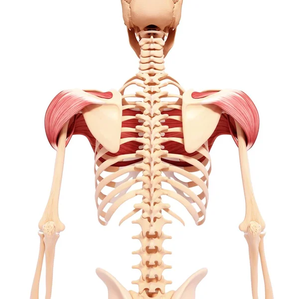 Musculatura del hombro humano — Foto de Stock