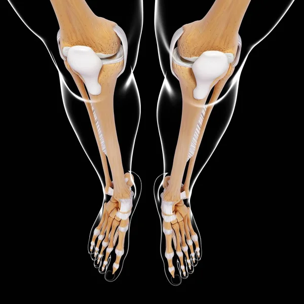 Lagere botten van been en voet — Stockfoto