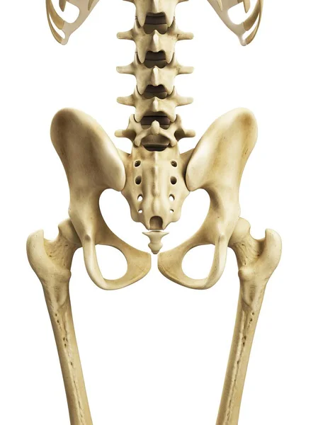 Reproduction visuelle des os de la hanche — Photo