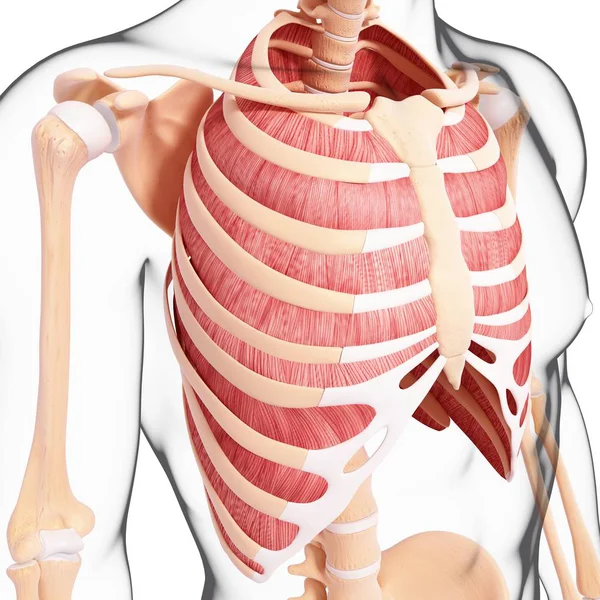人間の肋間筋肉 — ストック写真