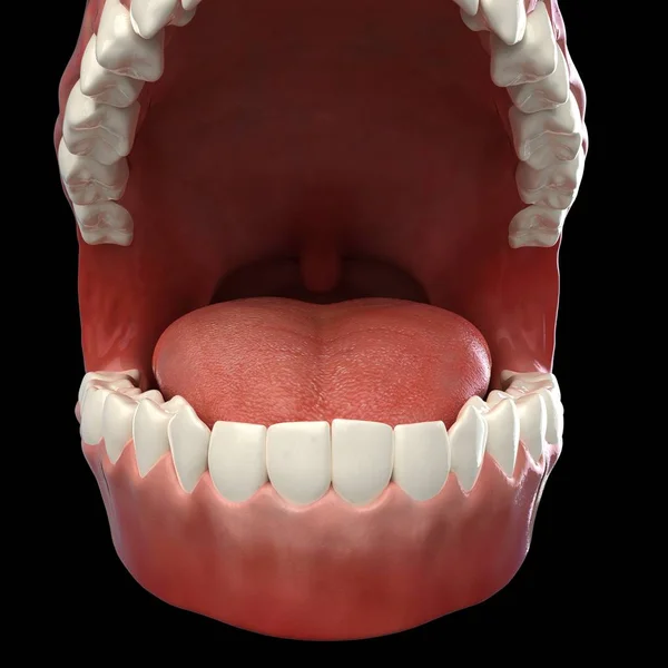 Dientes humanos sanos — Foto de Stock