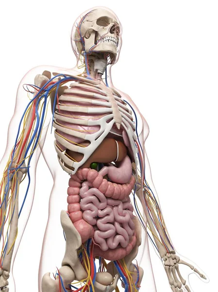 Adult male anatomy reference — Stock Photo, Image