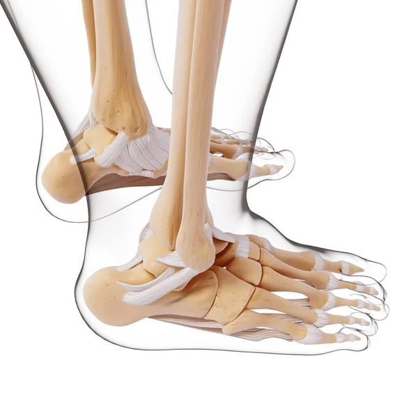 Huesos del pie humano anatomía estructural — Foto de Stock