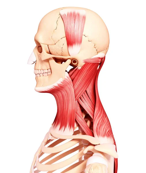 Human neck musculature — Stock Photo, Image