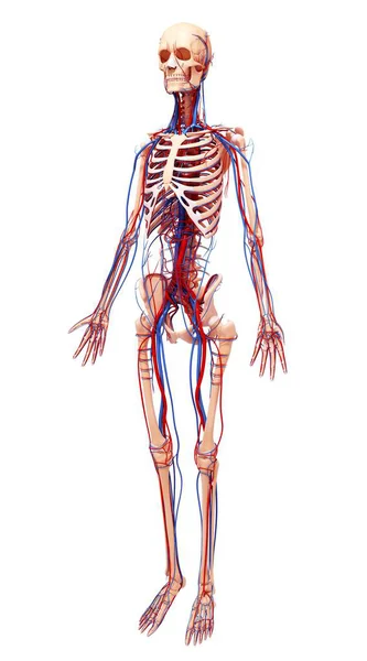 Sistema cardiovascular de um adulto — Fotografia de Stock