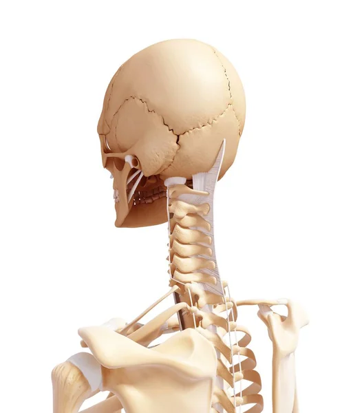 Cranial bones and cervical vertebrae — Stock Photo, Image