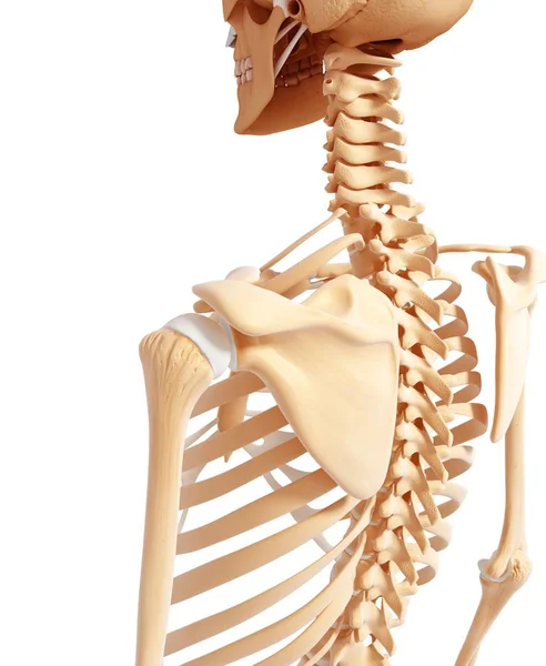 Estrutura esquelética superior do corpo — Fotografia de Stock