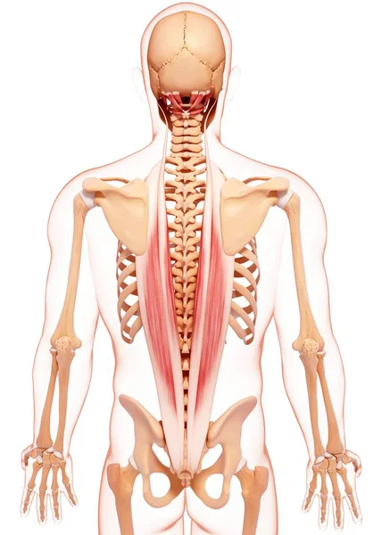 Musculatura dorsal humana — Foto de Stock