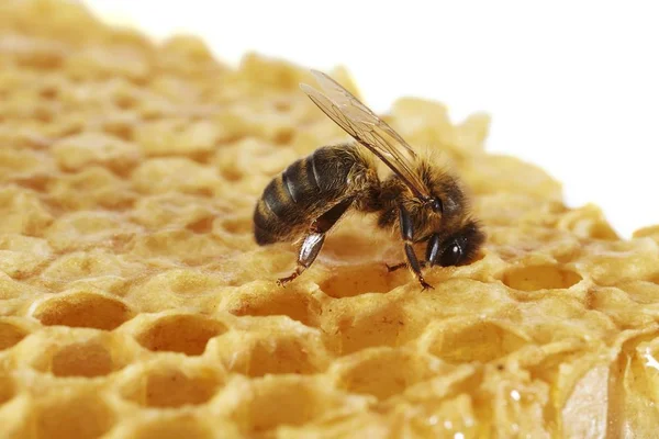 Honey bee on honeycomb — Stock Photo, Image