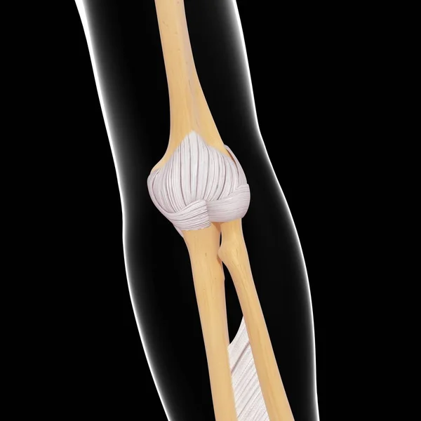 Huesos del brazo humano anatomía —  Fotos de Stock