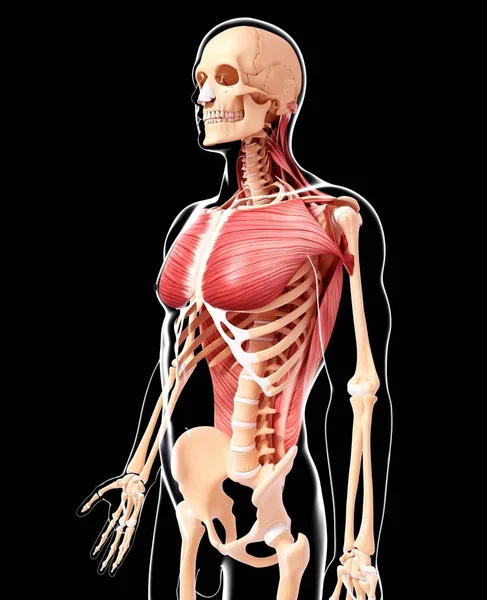 Musculatura torácica e lombar humana — Fotografia de Stock