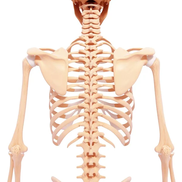 Estrutura esquelética superior do corpo — Fotografia de Stock