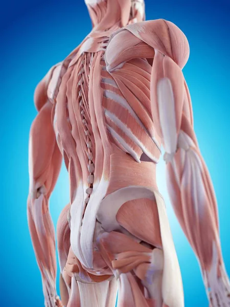 Insan sırt kasları anatomisi — Stok fotoğraf