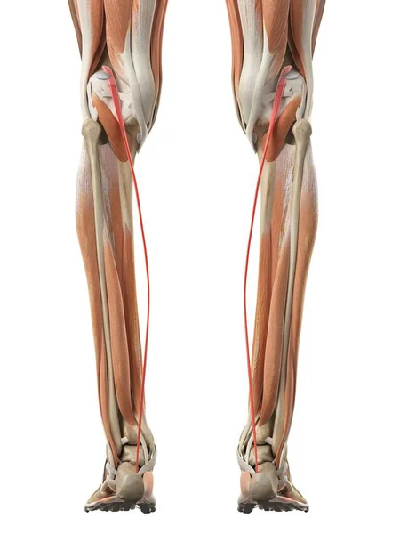Músculos das pernas humanas — Fotografia de Stock