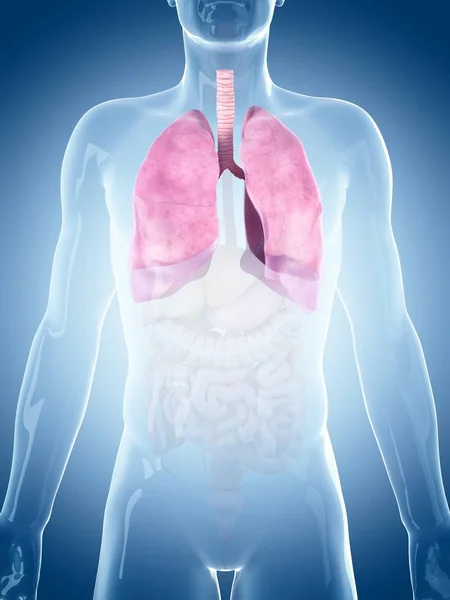 Anatomia strutturale dei polmoni umani — Foto Stock