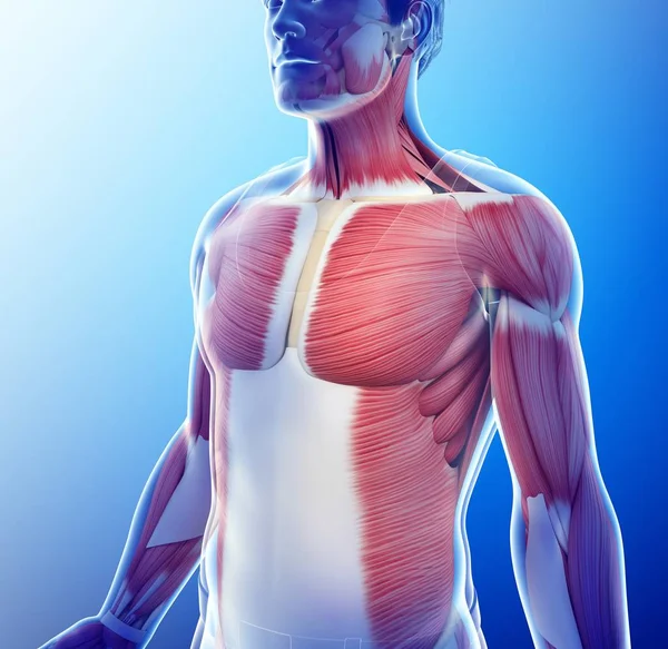 Computer Illustration Male Musculature — Stock Photo, Image