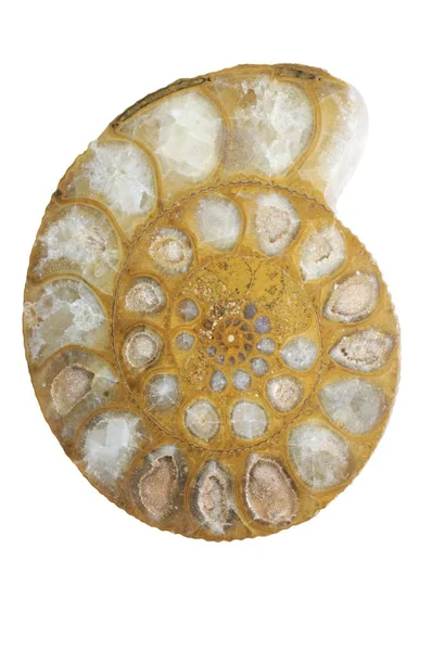 Ammonit Fosil Madagaskar Gelen — Stok fotoğraf