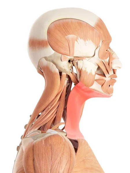 Muscoli del collo umano — Foto Stock