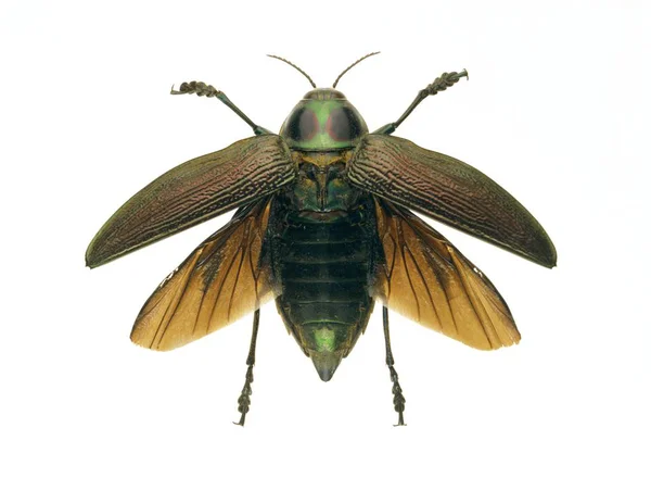 Metallic wood-boring beetle — Stock Photo, Image