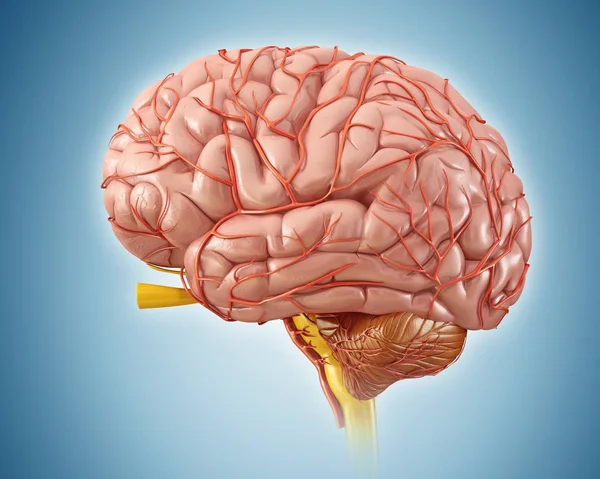 Ανθρώπινη εγκεφαλική ανατομία — Φωτογραφία Αρχείου