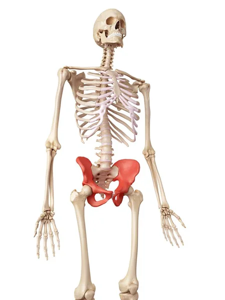 Human hip bones — Stock Photo, Image