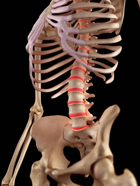 Anatomía de la columna humana — Foto de Stock