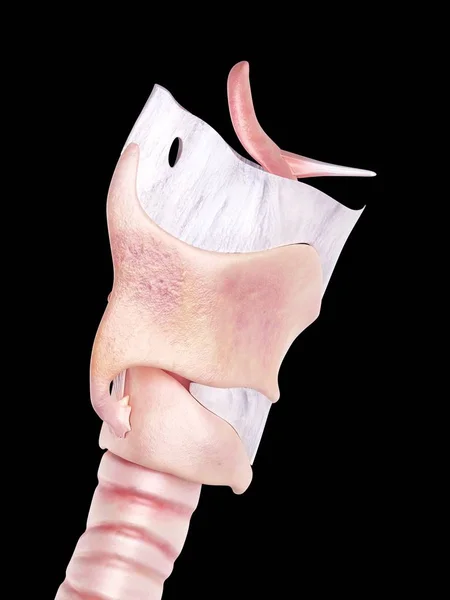 人間の喉頭の解剖学 — ストック写真