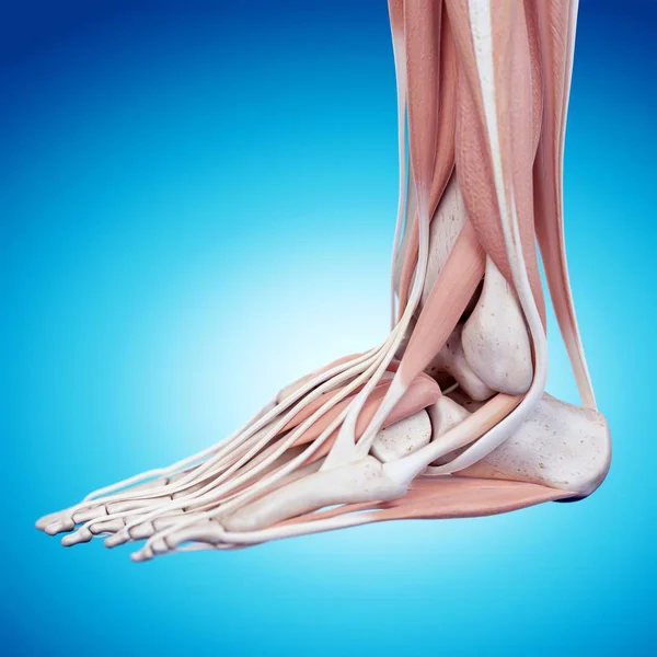 Human foot structural anatomy — Stock Photo, Image