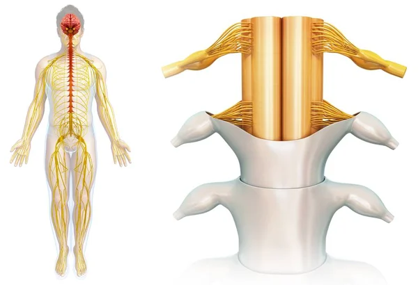 Anatomia da medula espinal — Fotografia de Stock
