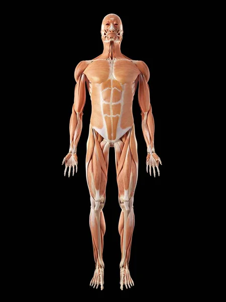 М'язової системи людини — стокове фото