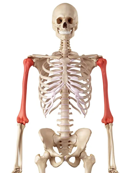 Ossos do úmero humano — Fotografia de Stock