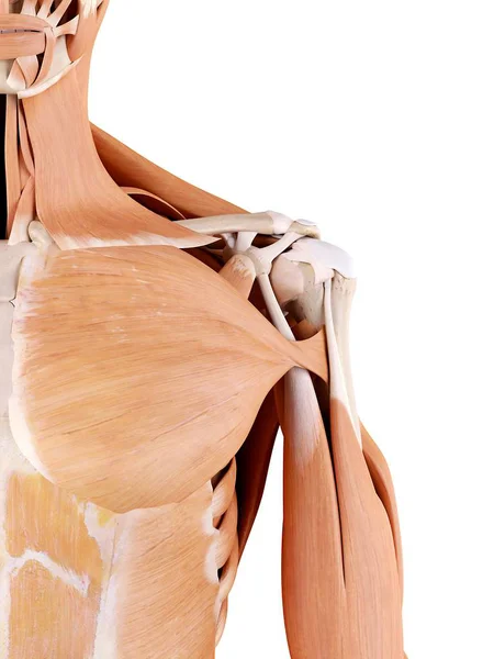 Anatomie der menschlichen Schulter — Stockfoto