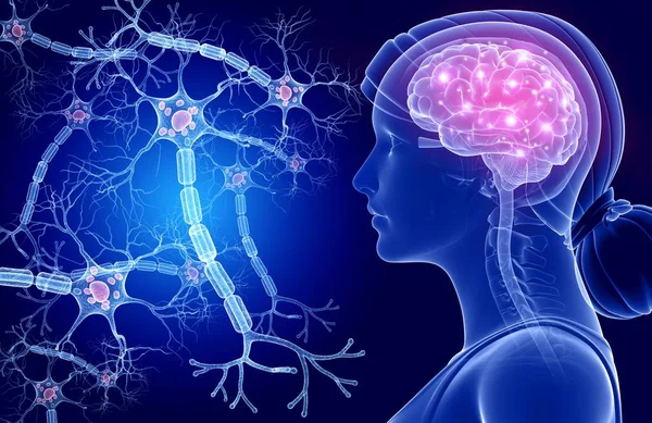 Мозок і нервові клітини — стокове фото
