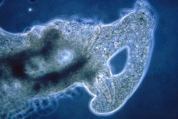 Micrographie Photonique Protozoaire Monocellulaire Amoeba Engloutissant Paramecium — Photo