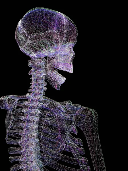 Visão traseira de um esqueleto humano — Fotografia de Stock