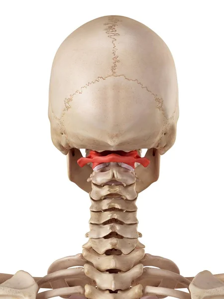 Ανθρώπινη Άτλαντα των οστών — Φωτογραφία Αρχείου