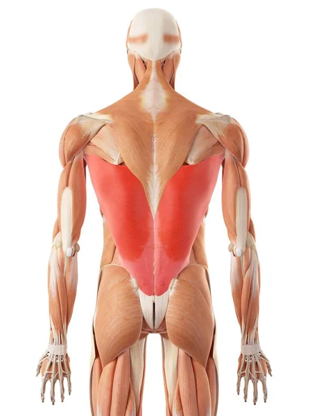 Human back muscles — Stock Photo, Image