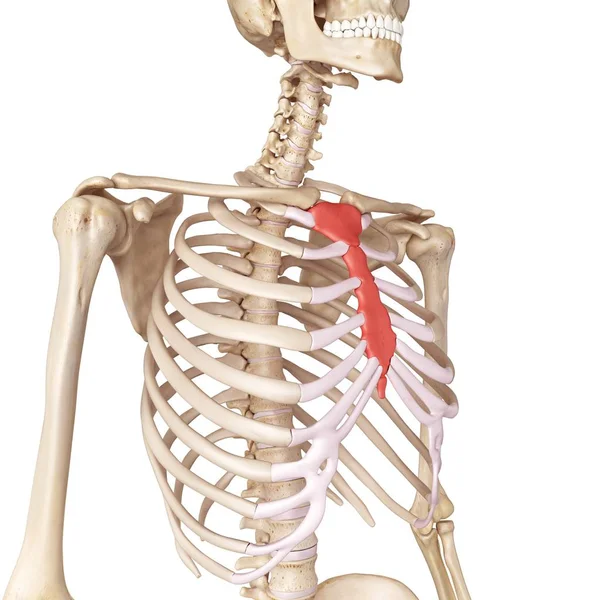 Lidský hrudní kosti — Stock fotografie