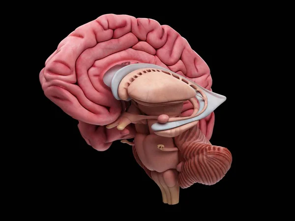Διατομή του ανθρώπινου εγκεφάλου — Φωτογραφία Αρχείου