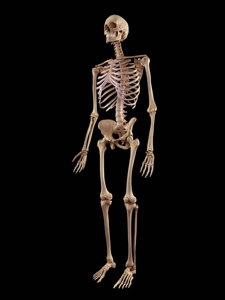 Ανθρώπινη σκελετική δομή — Φωτογραφία Αρχείου
